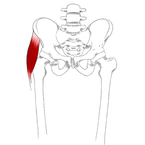 dolor en musculo tensor de la fascia lata