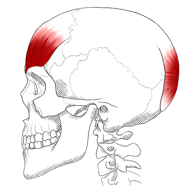 Músculo occipitofrontal Dolor y puntos gatillo